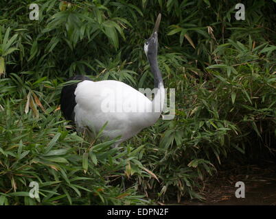 Red-crowned crane or Japanese crane (Grus japonensis) in a natural setting near the water's edge, gulping down water Stock Photo