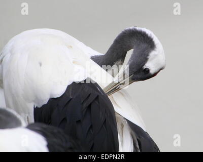 Gray Crowned-Crane - eBird