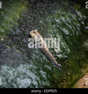 Atlantic mudskipper (Periophthalmus barbarus). Animal theme. Stock Photo