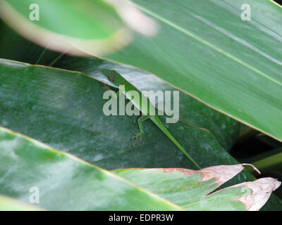 Small green lizard sitting on palm leaf. Stock Photo