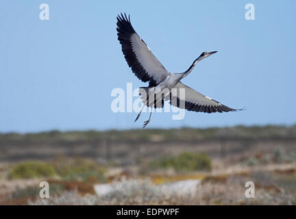 Black-headed heron in flight in South Africa Stock Photo