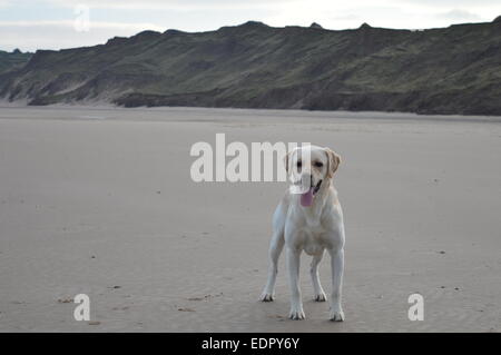 Dog on a christmas day walk on the beach on hunmanby gap Stock Photo