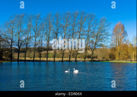 Mute swans, Cygnus olor, on flooded cricket pitch field in The Cotswolds at Swinbrook, Oxfordshire, UK Stock Photo