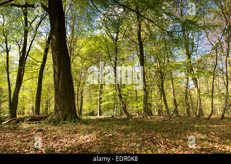 Beech trees, Fagus sylvatica, the European beech or common beech  in woodland scene at Bruern Wood in The Cotswolds, UK