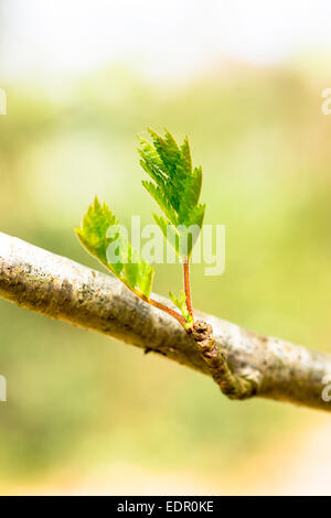 Leaves emerging from tree buds on branch of Rowan tree, Sorbus aucuparia, or Mountain Ash as Spring turns to Summer in UK Stock Photo