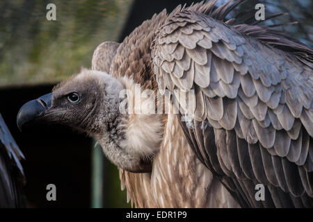 African White-Backed Vulture (gyps africanus) NL Stock Photo