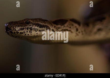 Dwarf anaconda, Eunectus notaeus Stock Photo