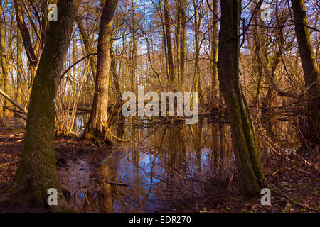 swampland around a lake in UK Stock Photo