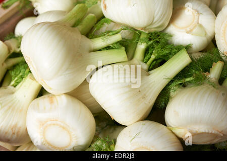 Bulbs of fresh fennel vegetable on market stall for sale Stock Photo