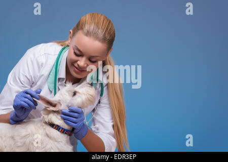 Female veterinarian examines little dog ears Stock Photo