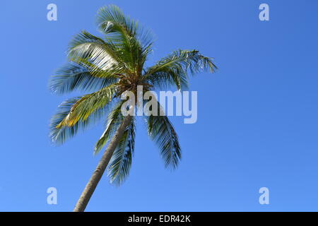 Some good, old-fashioned coconuts on a good, old-fashioned palm tree. Taken in Satin Lucia. Stock Photo