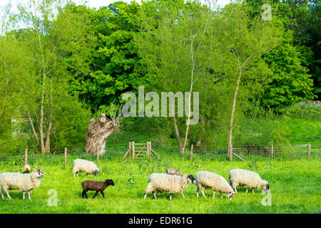 One black sheep among flock of white sheep in meadow in Eastleach Martin in The Cotswolds, UK Stock Photo