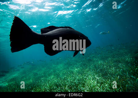 a black sea bass swims above sea grass