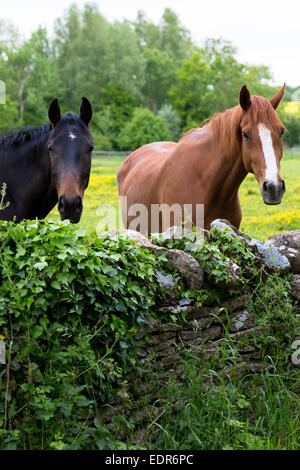 Chestnut and dark bay horses in summertime in a field in Devon, UK Stock Photo