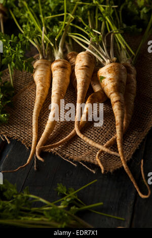 Raw Organic Parsley Root on a Background Stock Photo