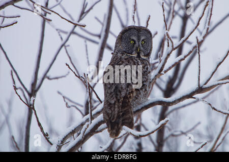 Owl perched in tree looking for food Stock Photo
