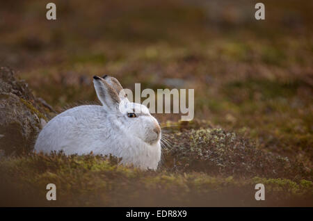 Mountain hare Lepus timidus Close up portrait of an adult in its white winter coat trying to conceal itself against a rock . Stock Photo