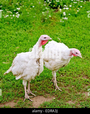 Turkey white on grass background Stock Photo