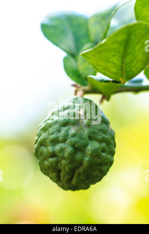 Bergamot on Tree in gaden, bergamot (Kaffir Lime) fruits Stock Photo