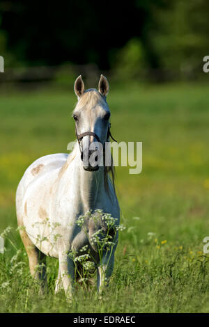 Horse in a clearing Stock Photo
