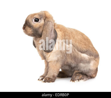 Dwarf lop-eared rabbit breeds Ram. Stock Photo