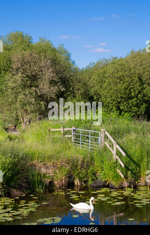 Mute Swan, Cygnus olor, on the Somerset Levels wetlands in summer. Rhynes used for drainage can suffer flooding in winter, UK Stock Photo