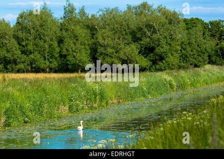 Mute Swan, Cygnus olor, on the Somerset Levels wetlands in summer. Rhynes used for drainage can suffer flooding in winter, UK Stock Photo