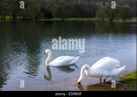 Pair of Mute Swans - male swan cob and female swan pen - Cygnus olor, on River Windrush, Burford in the Cotswolds, England, UK Stock Photo