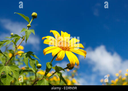 Mexican Sunflower Weed (Bau tong flower) and blue sky at Mae Hong Son ,Thailand Stock Photo