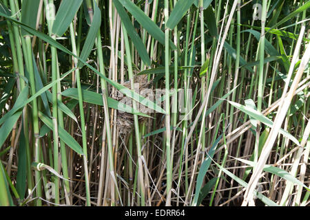 Nest of the Great Reed Warbler (Acrocephalus arundinaceus) in the nature. Stock Photo