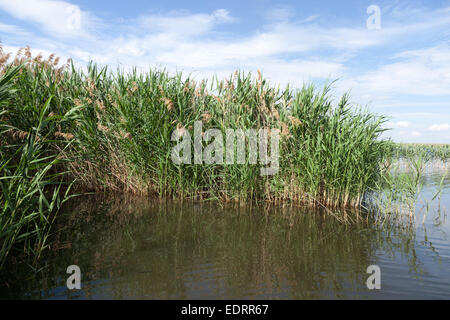 Nest of the Great Reed Warbler (Acrocephalus arundinaceus) in the nature. Stock Photo