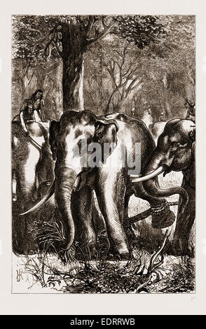 THE PRINCE OF WALES HUNTING IN THE TERAI: THE CAPTIVE MONARCH, 1876 Stock Photo