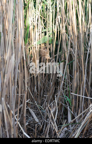 Nest of the Great Reed Warbler (Acrocephalus arundinaceus) in the nature. Stock Photo