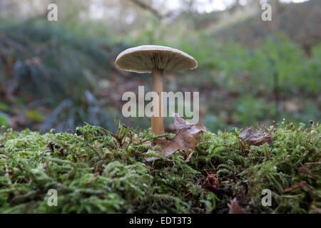 Low Level View of an English Woodland Floor Habitat with a Mushroom Growing Through Moss and Leaf Litter UK Stock Photo