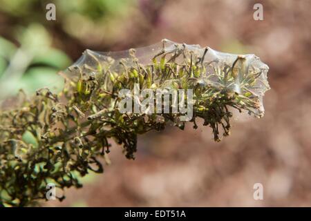 Spider mite web on a plant Stock Photo