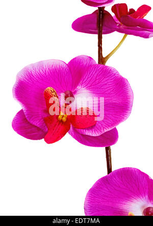 Beautiful artificial flower Orchid hot pink on a white background. Stock Photo