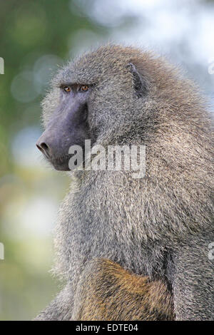 Portrait of an adult A olive baboon, Papio Anubis. The species is the most widely ranging of all baboons Stock Photo