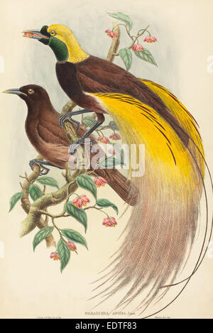 John Gould and W. Hart (British, 1804 - 1881), Bird of Paradise (Paradisea apoda), published 1875-1888, hand-colored lithograph Stock Photo
