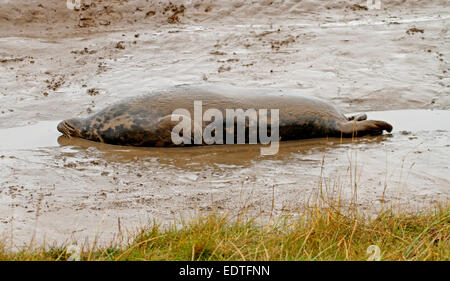 Grey seal lounging, Halichoerus grypus Stock Photo