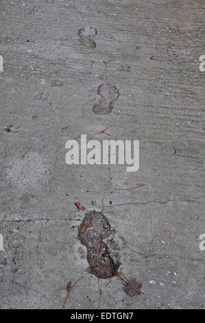 Footprints and dog paw tracks imprinted on wet concrete surface abstract background. Stock Photo