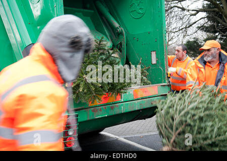 Council Workers Collecting old Xmas Trees - Wandsworth - London UK Stock Photo