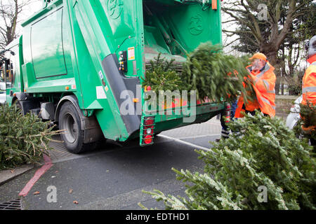 Council Workers Collecting old Xmas Trees - Wandsworth - London UK Stock Photo