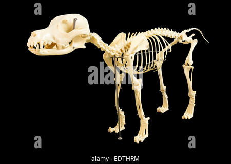 Dog skeleton model on white blackground Stock Photo