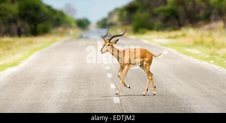 Male black faced Impala crosses the surfaced road near Etosha National Park, Namibia, Africa. Stock Photo