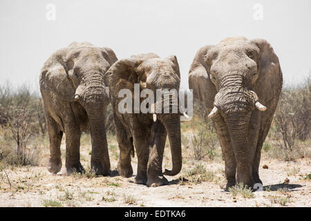 African bull Elephants (Loxodonta africana) in walking in the heat of the African midday sun Stock Photo
