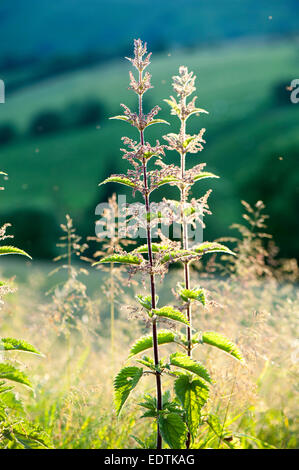 Backlit stinging nettle, showing seeds and stings.Urtica dioica. Stock Photo