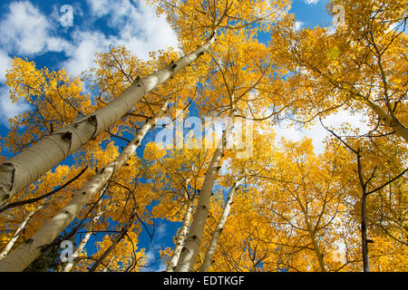 Looking up into tops of bright yellow fall Aspen trees in Colorado Stock Photo