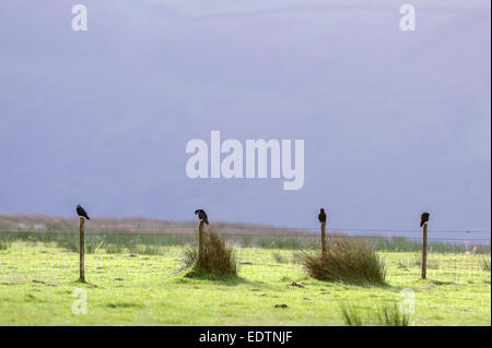 Crows sit on a fence in a field on Exmoor against a dark sky Stock Photo