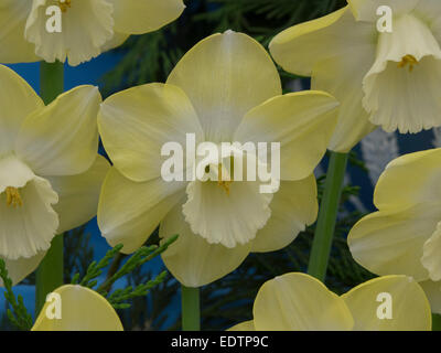 Daffodils at the Chelsea Flower Show 2014 Stock Photo