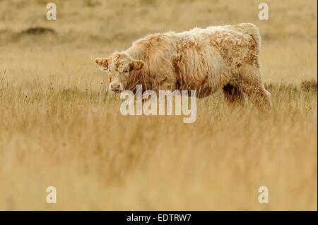 Ruby Red beef cattle roaming in grassy moorland on Exmoor, UK